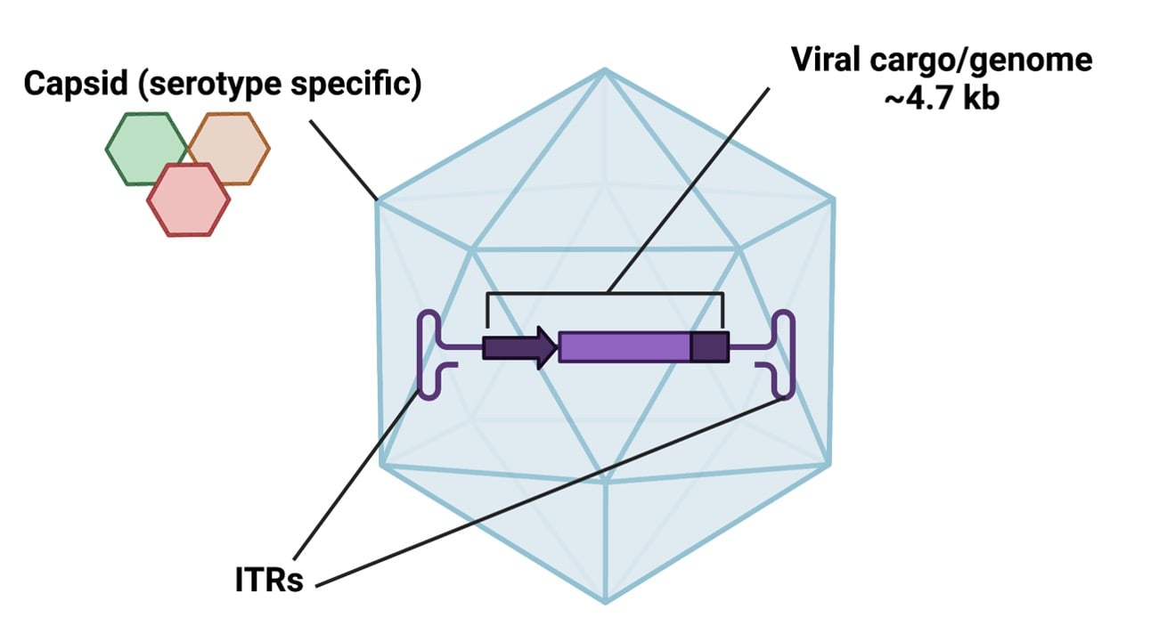 VV F1Schematic of an AAV capsid. A hexagonal cage is labeled "capsid serotype specific". Within the cage is a line, labeled "Viral cargo/genome ~4.7 kb" with a horizonal T shape at each end, labeled "ITRs."