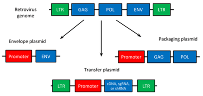 A diagram of viral vector packaging components, showing that components are split onto three plasmids