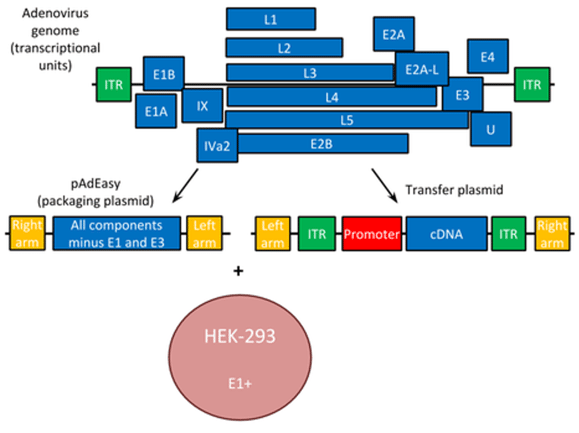 adenovirus genome elements