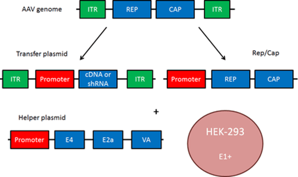 adenovirus elements