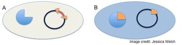 A multiple cloning site (MCS) is present within the lacZ sequence in the plasmid. If DNA is inserted at this MCS in the plasmid, the lacZ protein is disrupted, functional β-galactosidase enzyme is not produced and colonies are white. If DNA is not inserted at this MCS in the plasmid, the laxZ protein is not disrupted, functional  β-galactosidase enzyme is produced and colonies are blue.