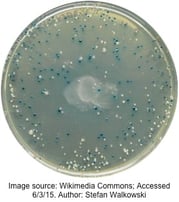 A bacterial plate with blue and white colonies.