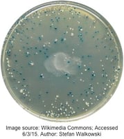 A bacterial plate with blue and white colonies.