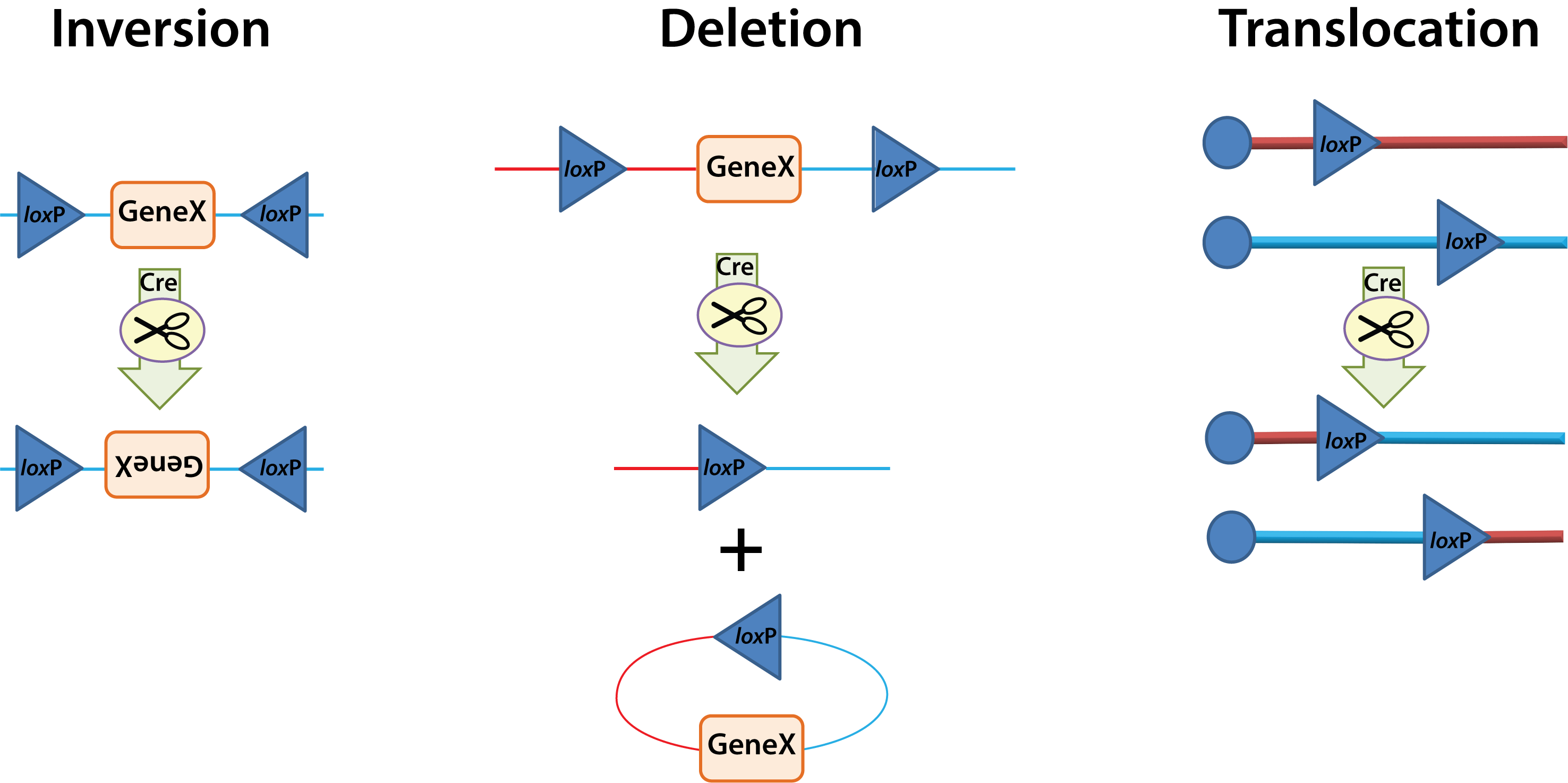 Plasmids 101: Cre-lox