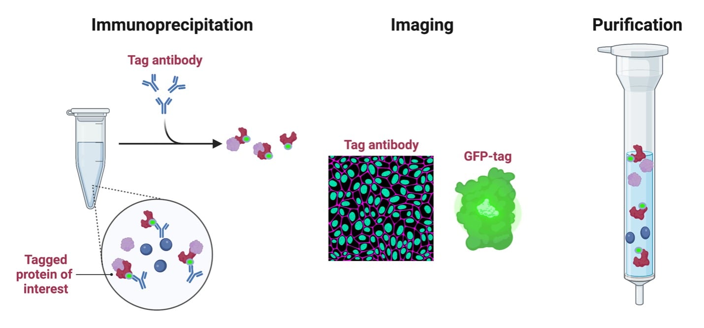 epitopetag