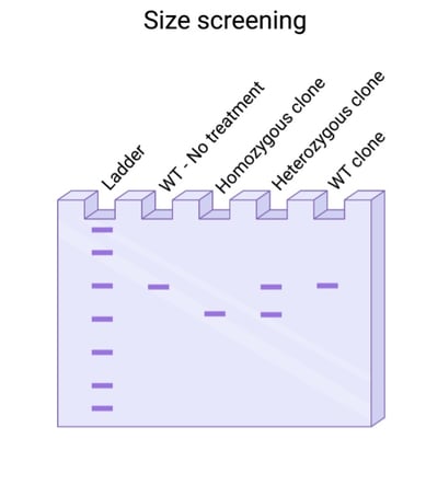 genome edit fig 2