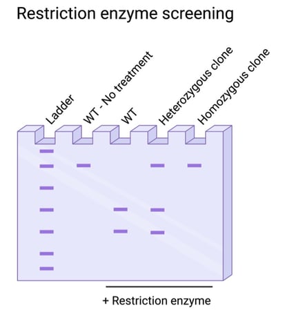 genome edit fig 3