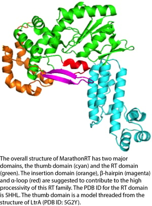 Marathon RT structure