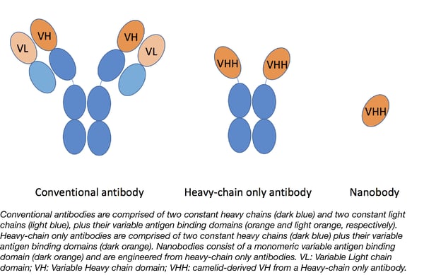 Nanobody schematic