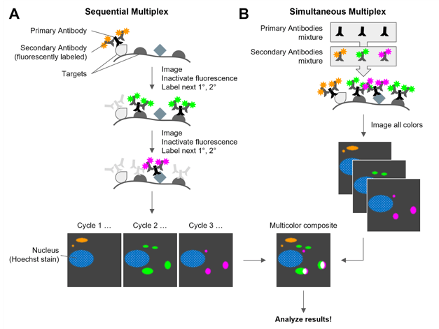 Graphic showing sequential multiplexing flow (left) and simultaneous multiplexing (right), converging through a flow chart to a multicolor composite image.