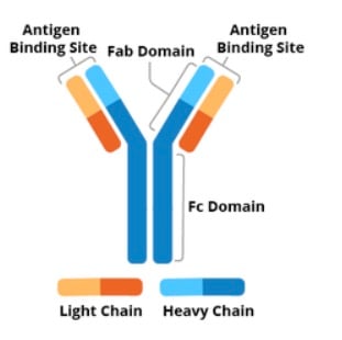 Antibody schematic. The two heavy chains form a Y shape while two shorter light chains are next to each branch of the Y shape. Antigen binding sites include the light and heavy chain at the top of the Y shape. The top part of the antibody is the Fab domain and the bottom part of the antibody is the Fc domain.