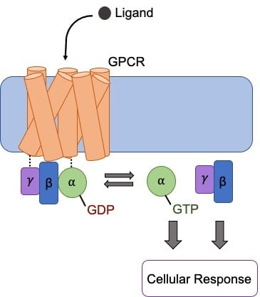 GPCR signaling schematic shows ligand binding the receptor which interacts with the gamma, beta, and alpha subunits below. These subunits split off when activated and results in a cellular response