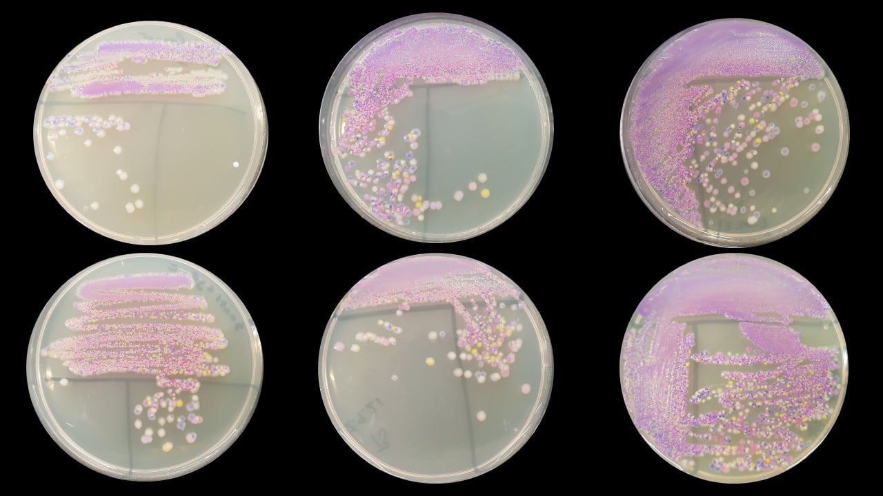 Six agar plates on a black background. Each plate contains a streak plate of a mixture of bacteria that's pink in the initial streak and separates out to individual colonies.