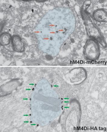 Electron micrograph showing hM4Di tagged with mCherry remaining cytoplasmic and hM4Di-HA tag localizes to the plasma membrane.