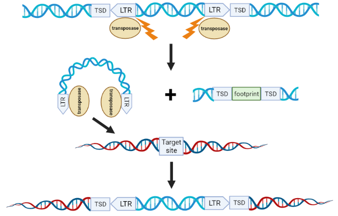 Steps of DNA transposon transposition