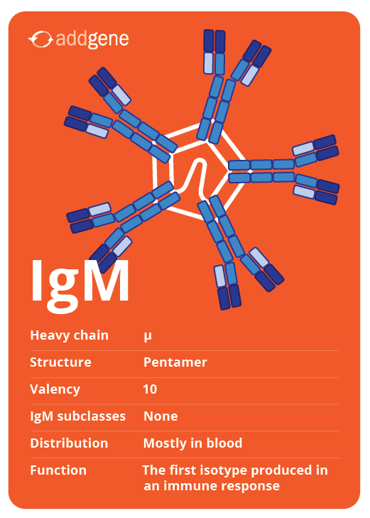 IgM isotype trading card