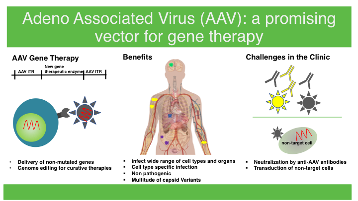 AAV Gene therapy infographic