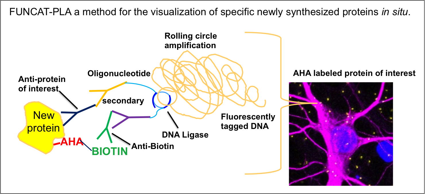 protein turnover