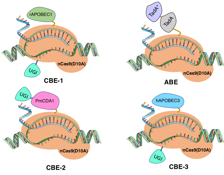 Plant base editor platforms and their molecular components.