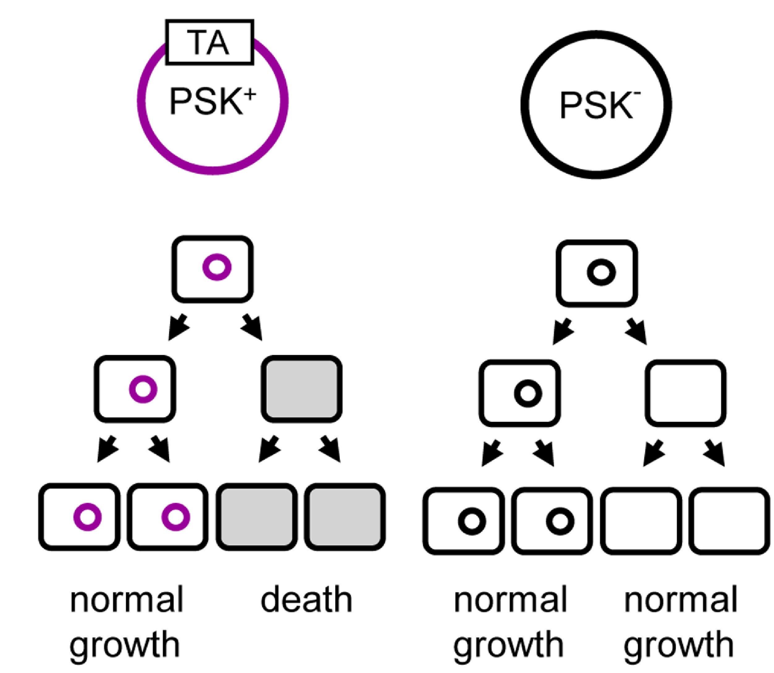 Plasmid_addiction_overview_nolegend