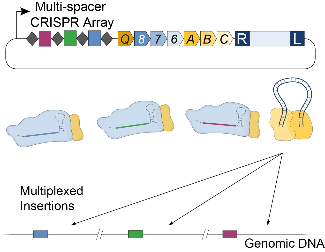 Multiplexed insertion is possible using a single plasmid that contains a multi-spacer CRISPR array. This encodes separate gRNAs that target different locations in the genome.