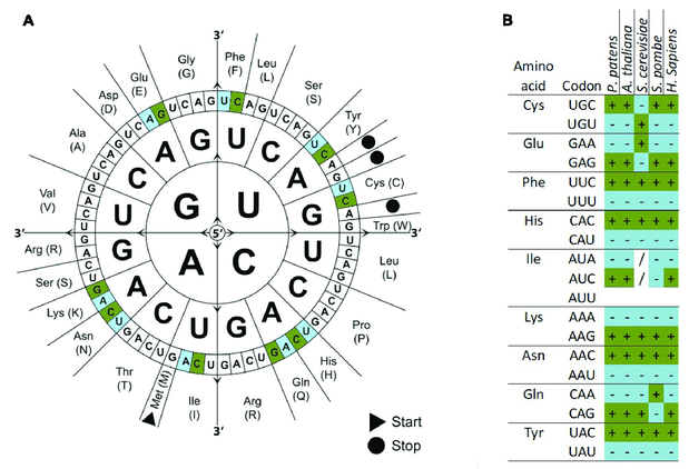 E Codon Usage Chart