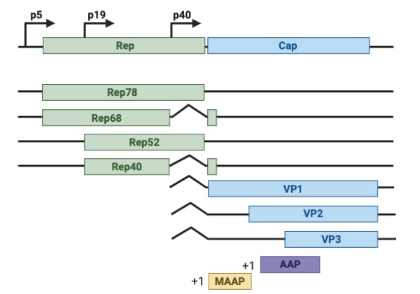 The RepCap plasmid consists of three promoters within the rep coding region that encodes four different Rep proteins. This region also encodes three different VP proteins, the MAAP protein, and the AAP protein.