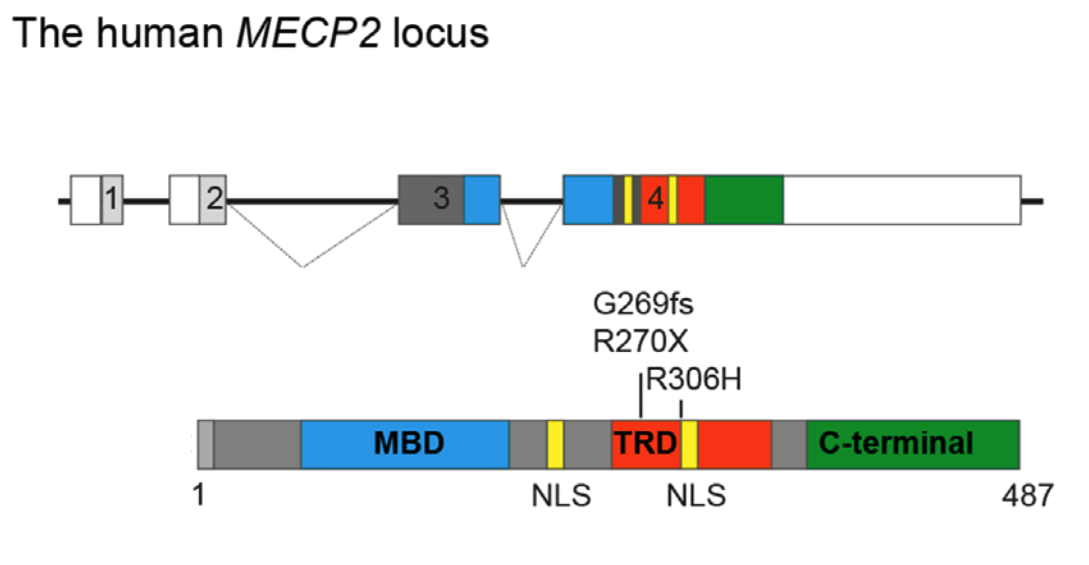 Schematic of the human MECP2 locus and MECP2 protein.