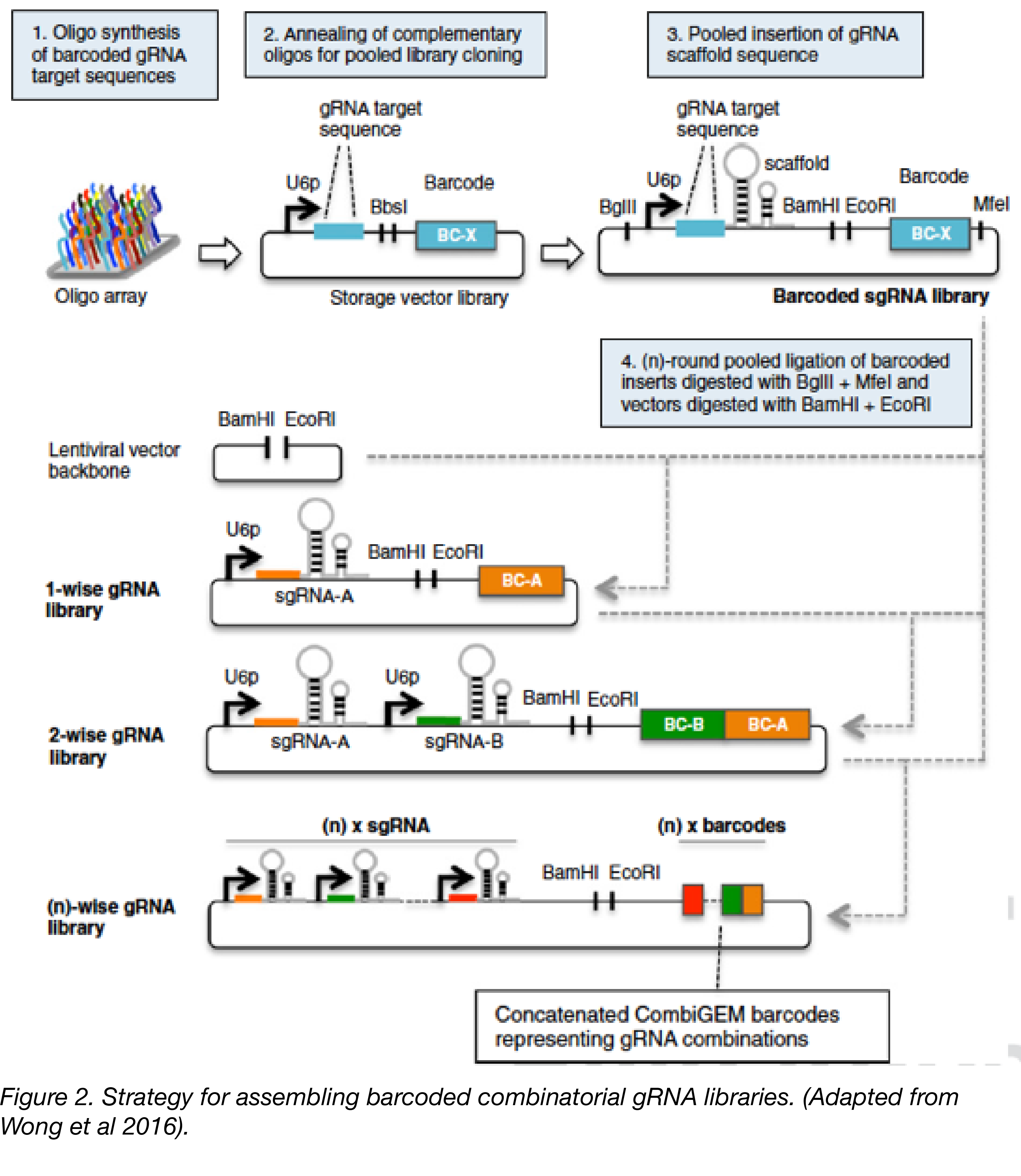 Strategy for assembling barcoded combinatorial gRNA libraries.