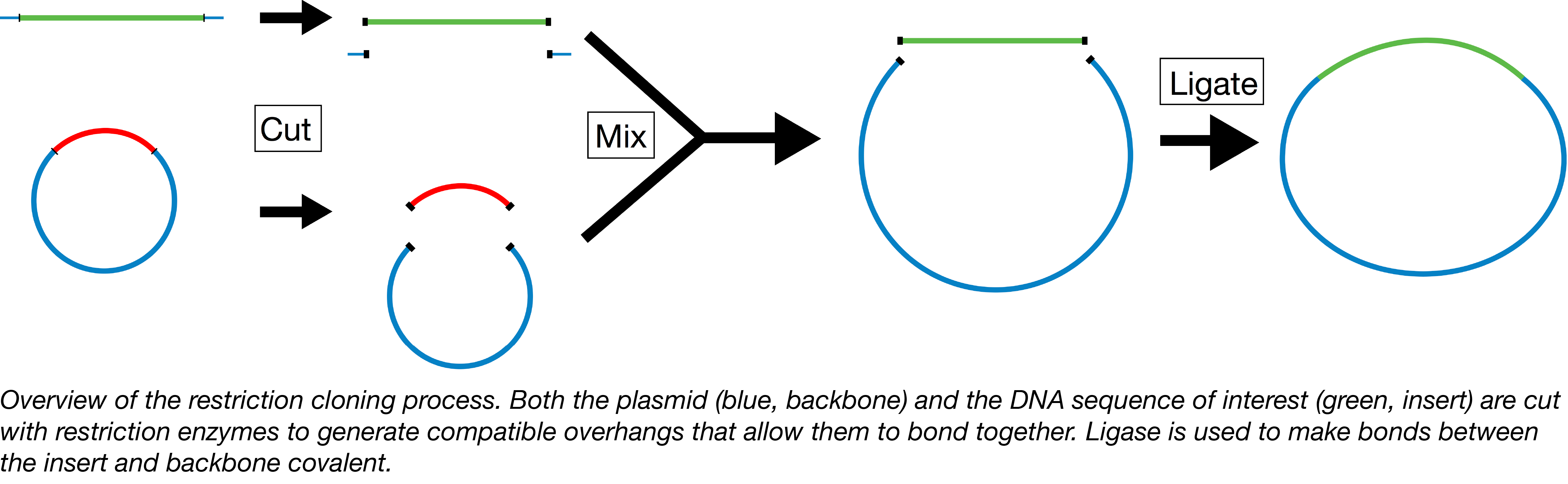 plasmids-101-restriction-cloning