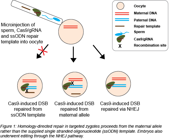CRISPR embryo repair