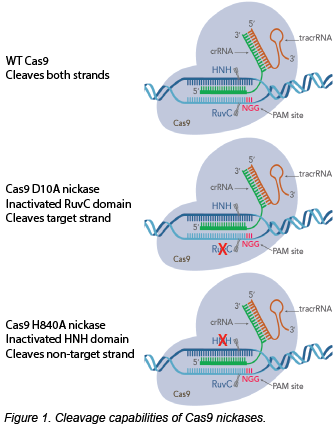 Schematic of Cas9 nickases compared to wild-type Cas9. Wild-type Cas9 cleaves both strands of DNA. Cas9 D10A nickase has an inactivated RuvC domain and cleaves target strand. Cas9 H840A nickase has an inactivated HNH domain and cleaves non-target strand.