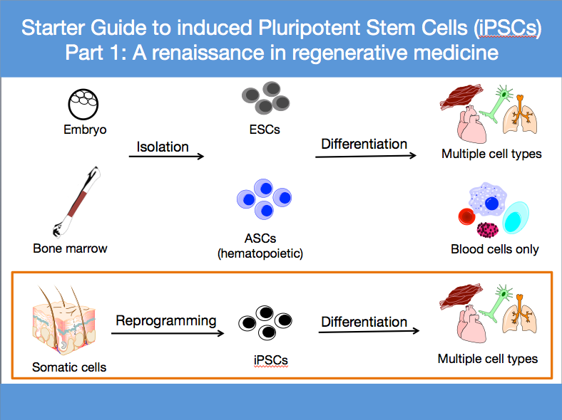 Starter guide to induced pluripotent stem cells (iPSCs) part 1: A renaissance in regenerative