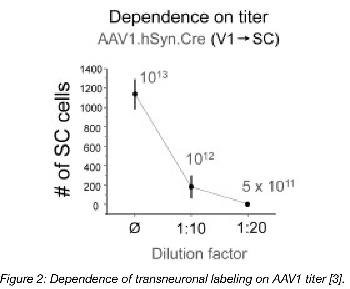 AAV infection dependence on titer