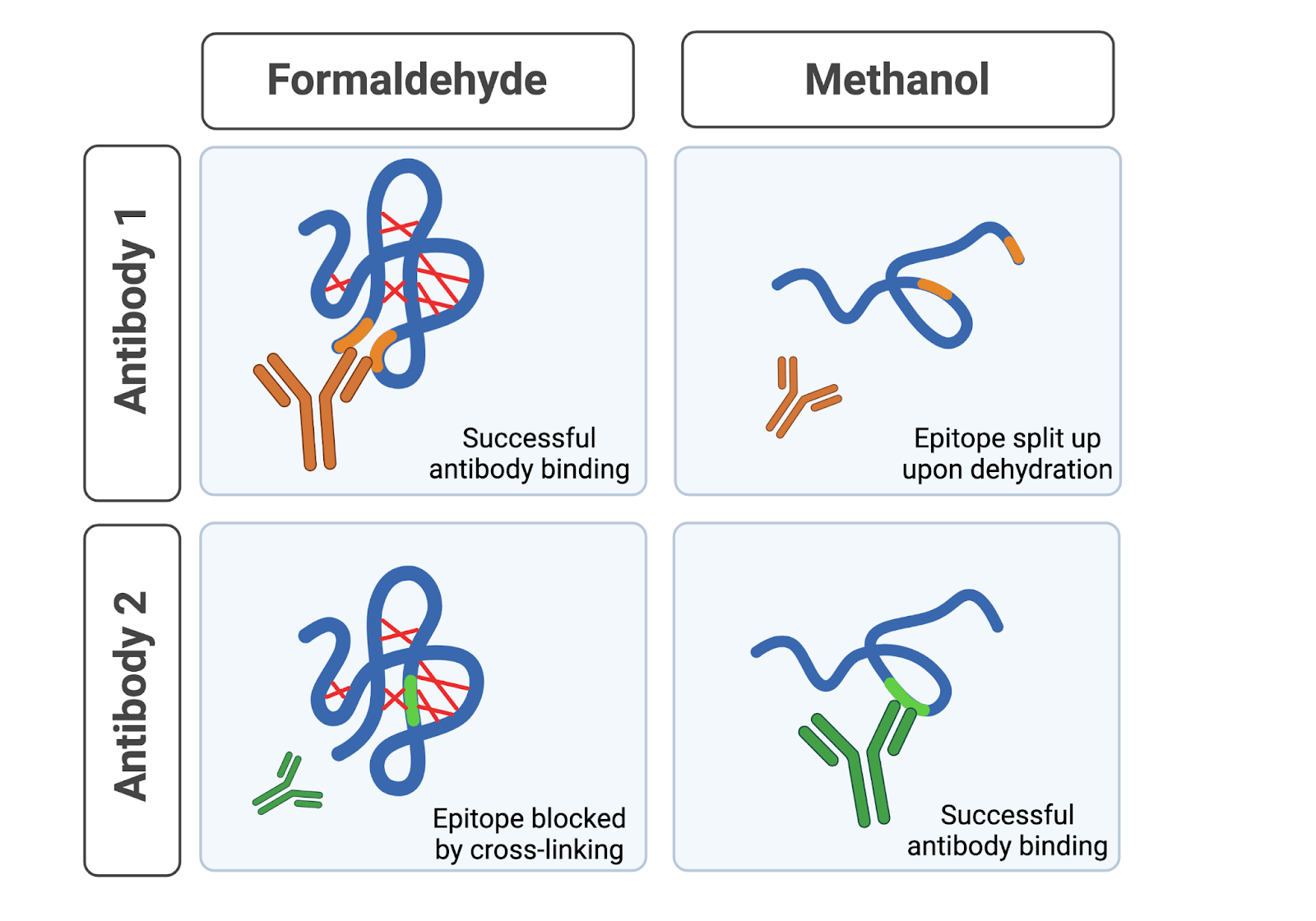 A comparison of the fixation processes of formaldehyde vs methanol 