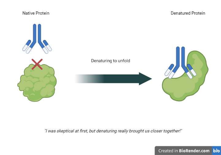 A schematic showing the change in epitope availability after denaturing. 