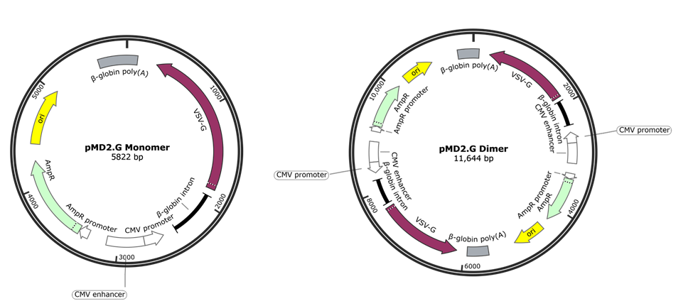 On the left is a pMD2.G plasmid, 5822 bp, depicted as a circle with a CMV enhancer marked and arrows showing different plasmid components. On the right is a plasmid, pMD2.G Dimer, 11,644 bp, depicted as a circle with two CMV enhancers, and doubled plasmid components compared to the first image, represented by arrows. 