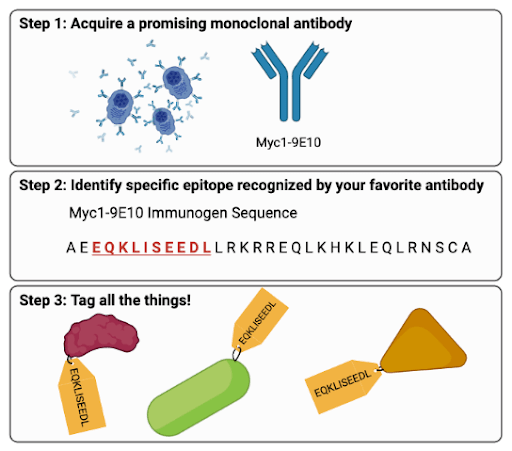 3-step diagram showing (top) Step 1 - image of cells producing antibodies and next to it, Myc1-9E10 monoclonal antibody. (middle) Mcy1-E10 immnogen sequence (protein) AEEQKLISEEDLLRKRREQLKHKLEQLRNSCA. (Bottom) Three proteins of various shapes, each with a Myc tag (represented by a gift tag) attached to them by a wire. 