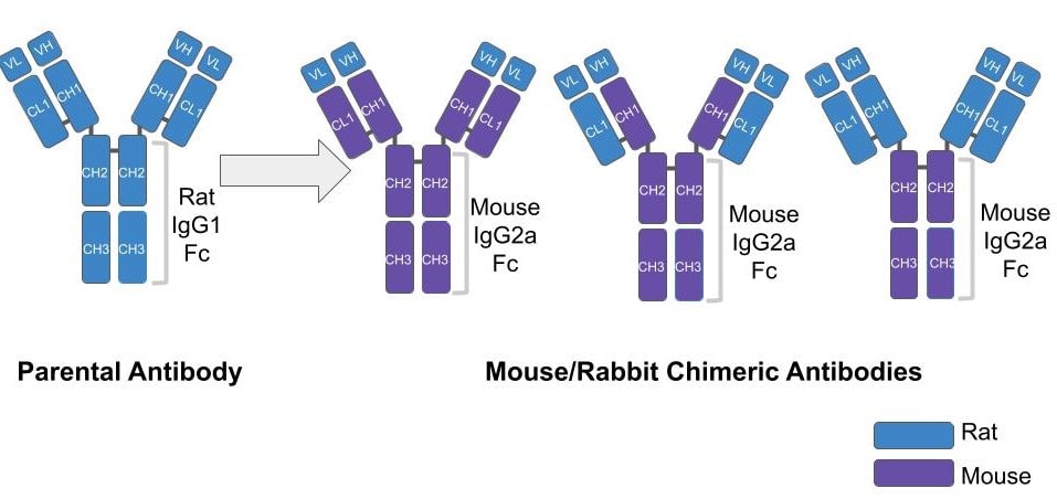diagram showing creation of a chimeric antibody