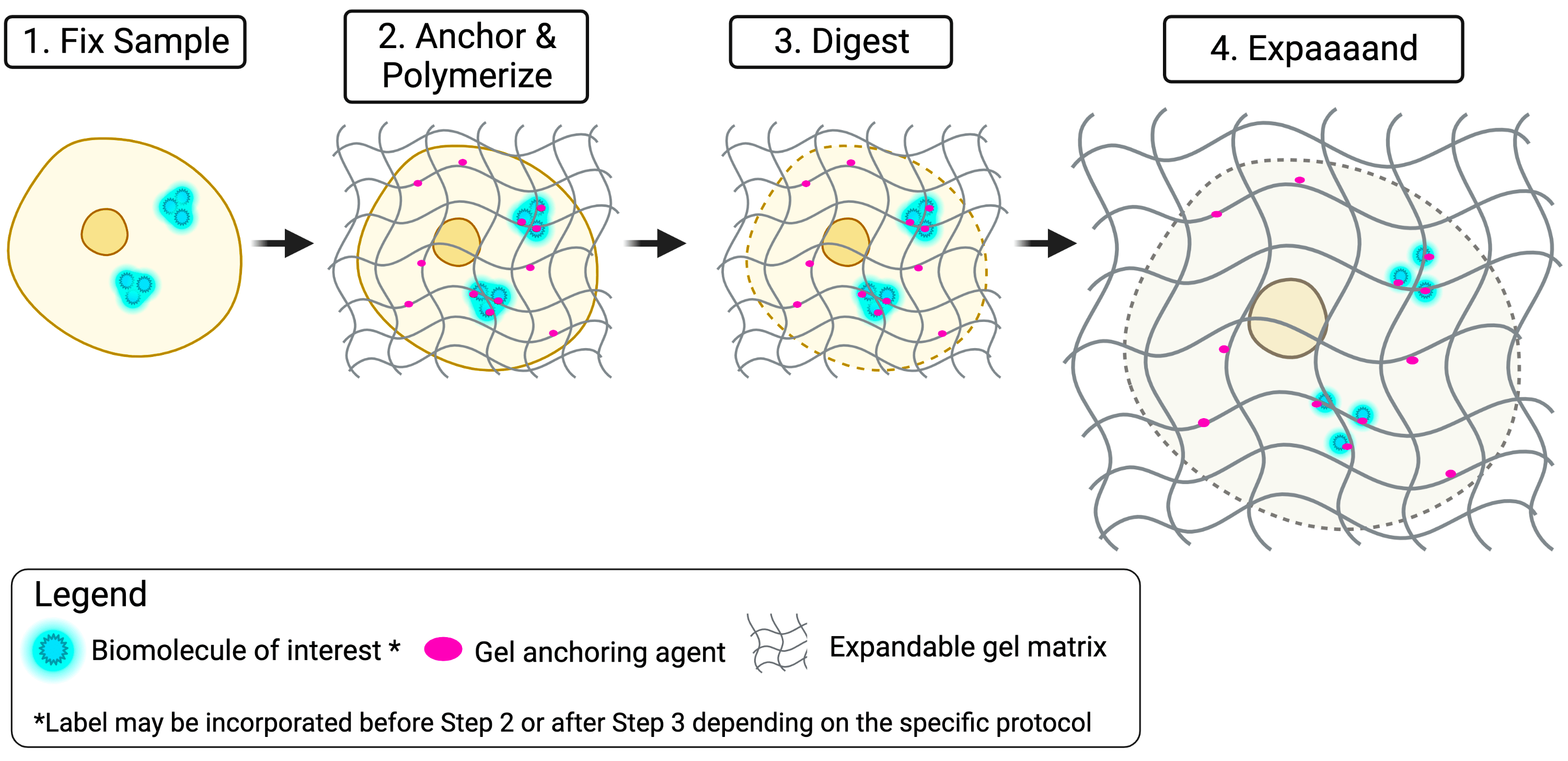 Graphic showing the four steps (fix sample, anchor and polymerize, digest, expand) of expansion microscopy