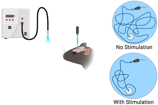 Cartoon showing an experimental setup for using an optogenetic tool on a mouse neuron in an in vivo model.
