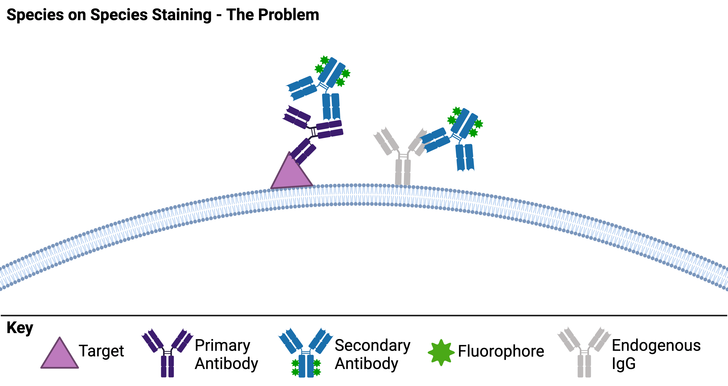 Schematic summarizing the problem with species on species immunohistochemistry. The schematic is titled Species on Species Staining - The Problem and shows a cell membrane with a target protein and an endogenous IgG. A primary antibody is bound to the target and secondary antibodies conjugated with fluorophores are bound to both the primary antibody and the endogenous IgG. 