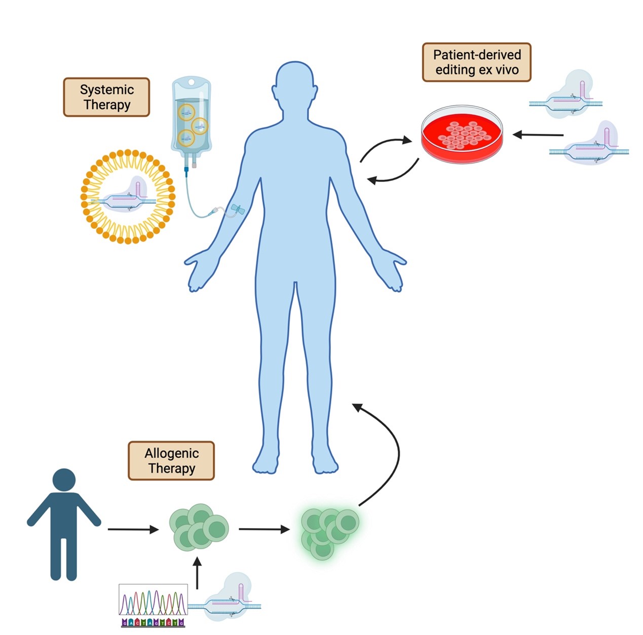 Schematic of a human body with cartoons indicating systemic therapy (via IV); patient-derived editing ex vivo (via cell culture); and allogenic therapy (via cells derived from another person).