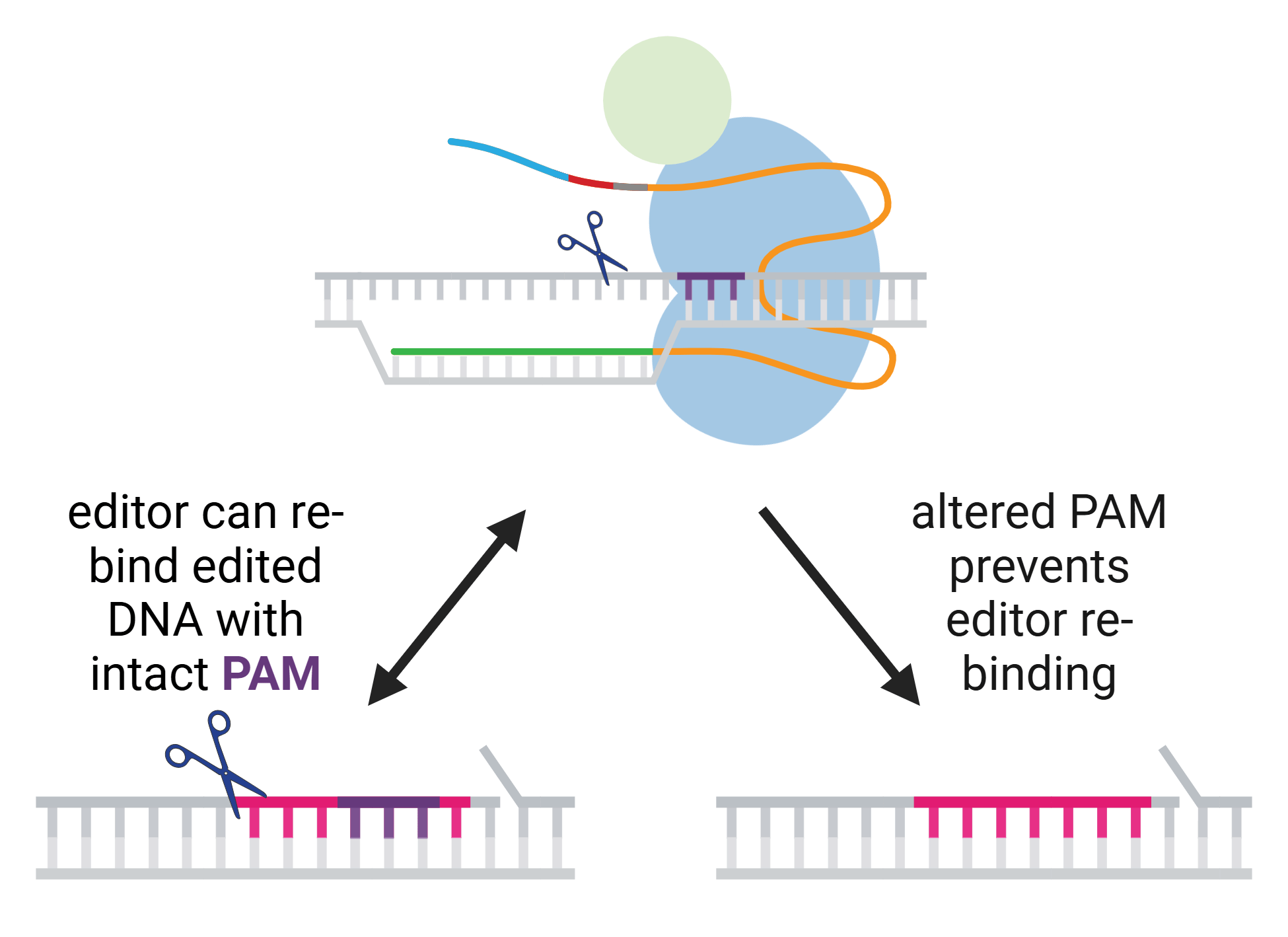 A cartoon of a prime editor with two different edit sequences. The DNA sequences are shown with one strand edited and a 5′ DNA flap, before heteroduplex resolution and DNA repair.  The first edit has an unchanged PAM. This DNA is shown connected to the prime editor by a two-way arrow, indicating that the editor can re-bind. Re-nicking is represented by scissors and would remove the newly edited DNA.  The second edit has an altered PAM. A one-way arrow leads from the prime editor to this edit, indicating that the changed PAM prevents the editor from re-binding.