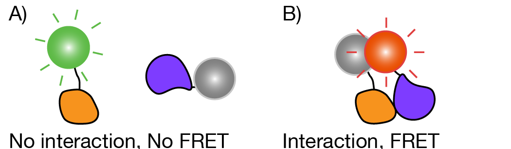 intermolecular FRET-02-585954-edited.png