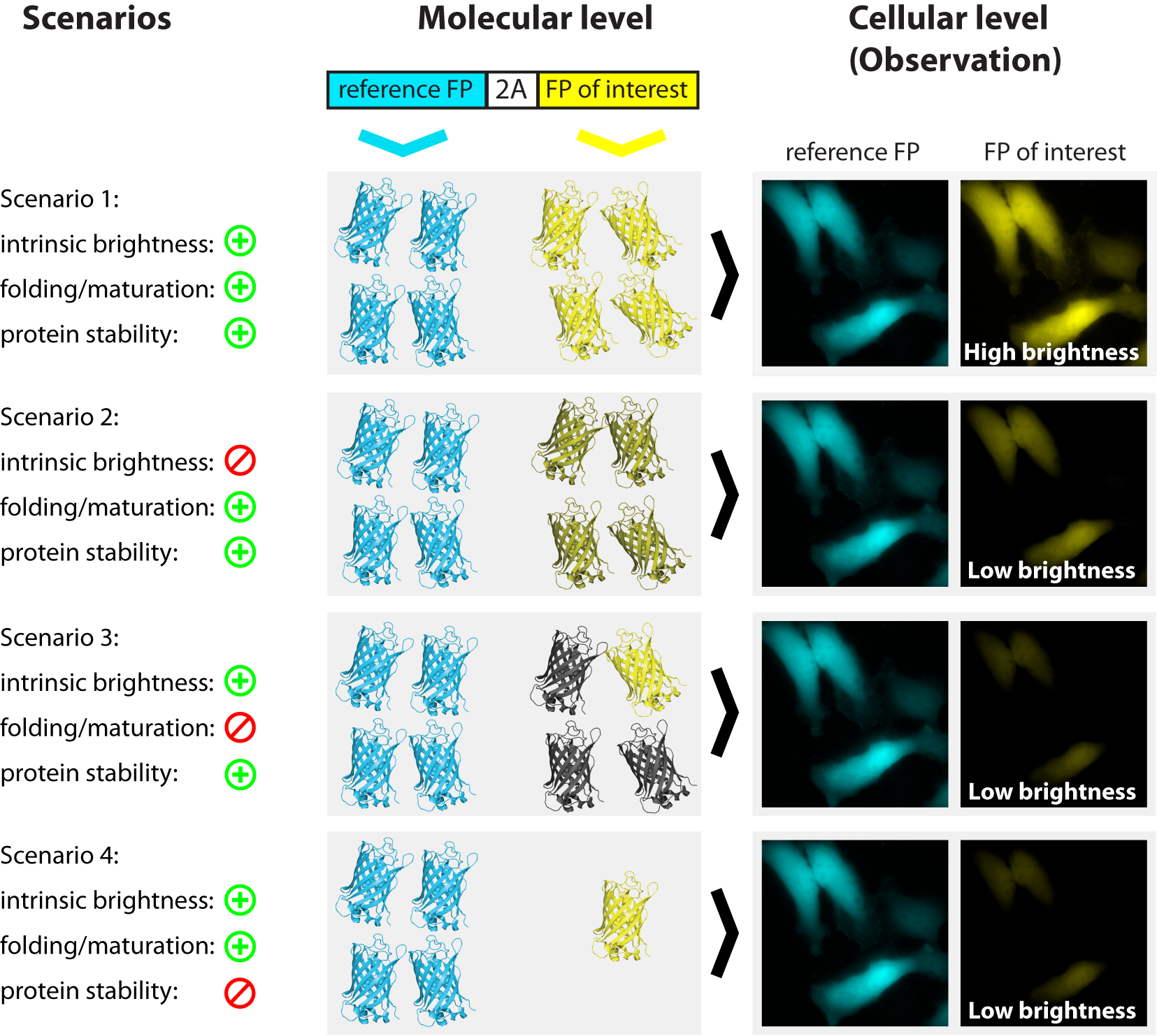 Choosing a Fluorescent Protein: 6 Critical Considerations
