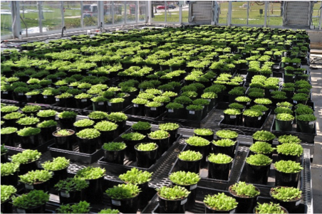 Arabidopsis Plants Growing