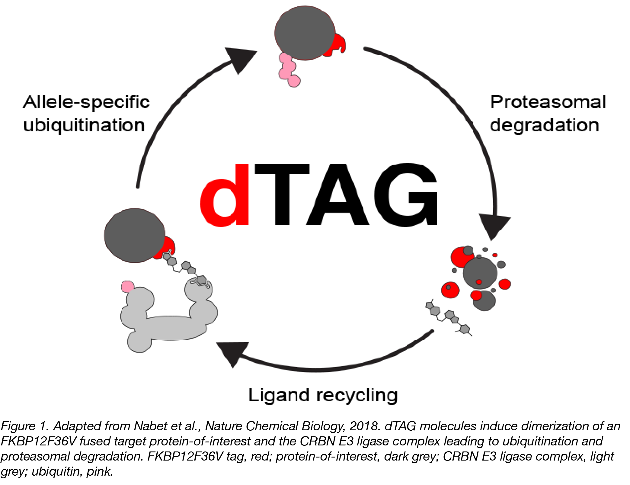 dTAG Diagram