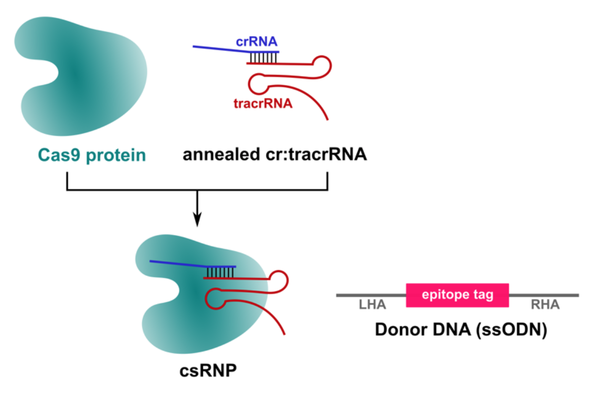 csRNP Tagging Diagram