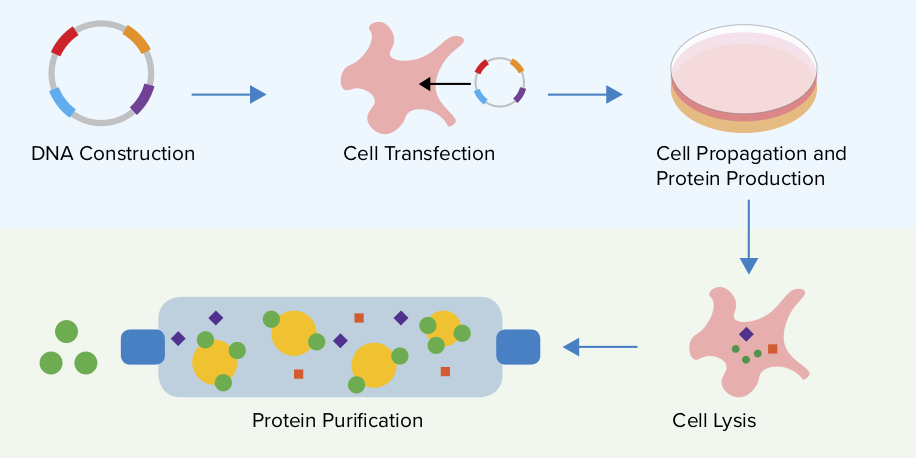 Protein expression